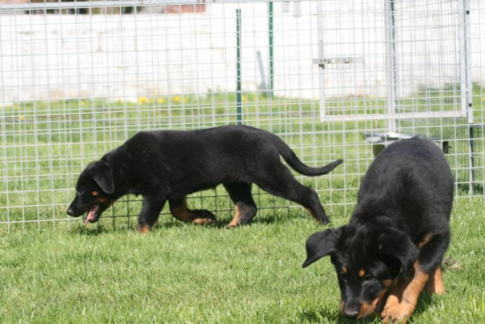 Quenza 09 04 2017 (51)